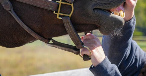 Gebit van je paard Gebit van je paard
