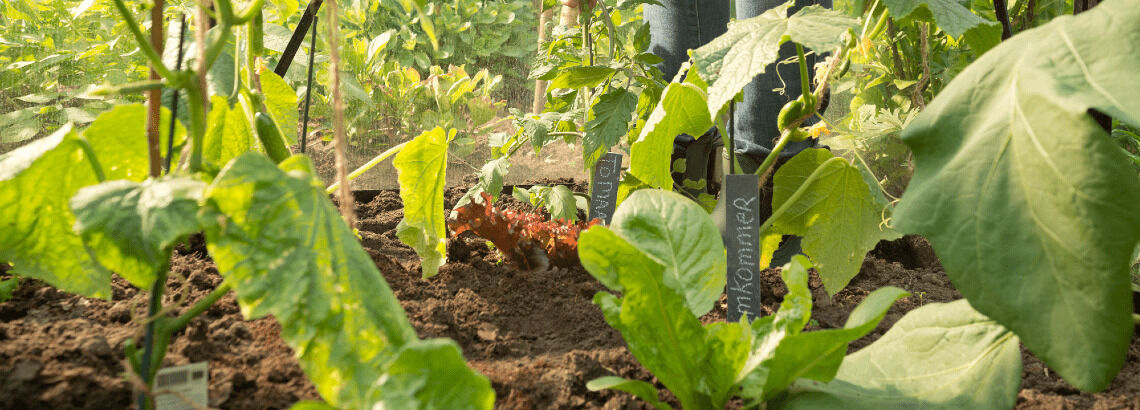 [paste advice page name here]