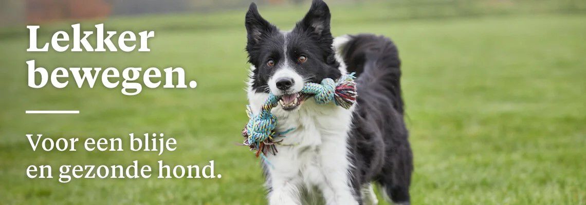 10x spelletjes met je hond.