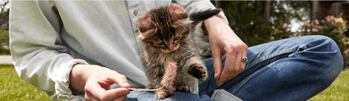 De eerste week met je kitten De eerste week met je kitten