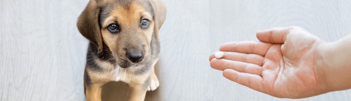 Ontwormen van je hond