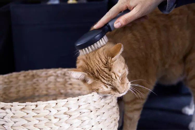 Kat borstelen Kat borstelen