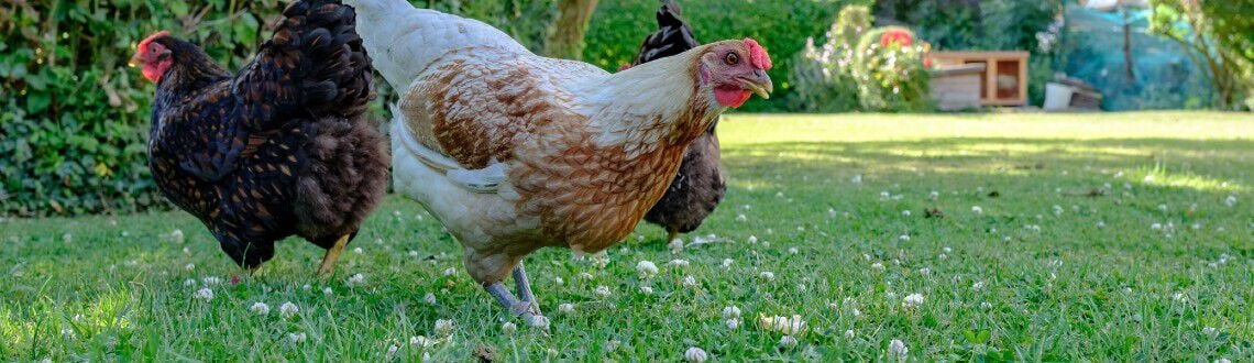 [paste advice page name here]