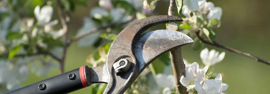 [paste advice page name here]