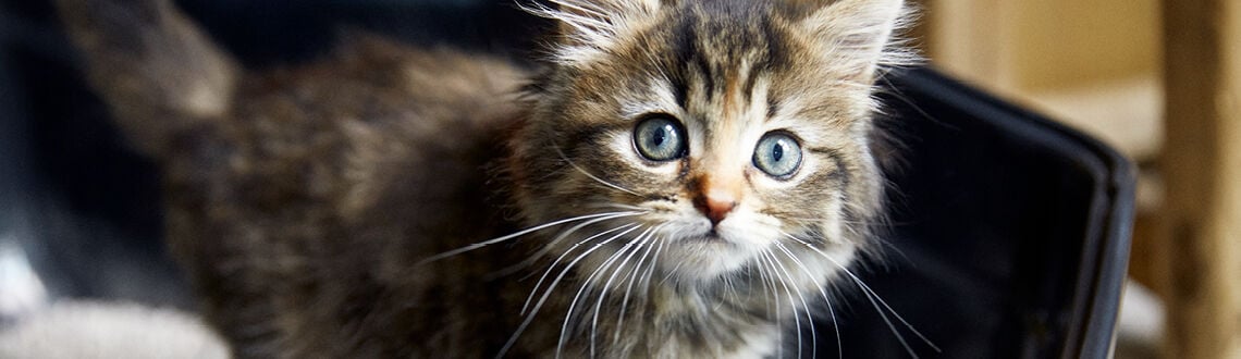 [paste advice page name here]