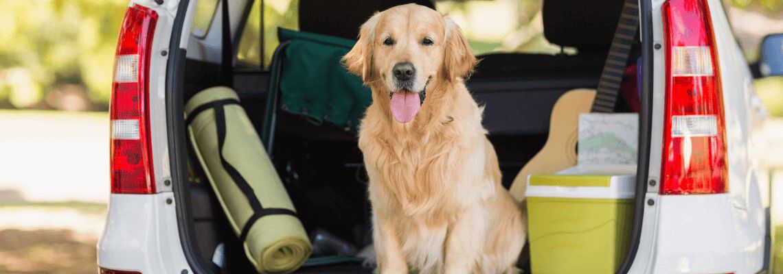 Hond mee op vakantie