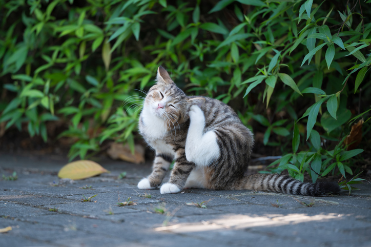 kat jeuk oren welkoop