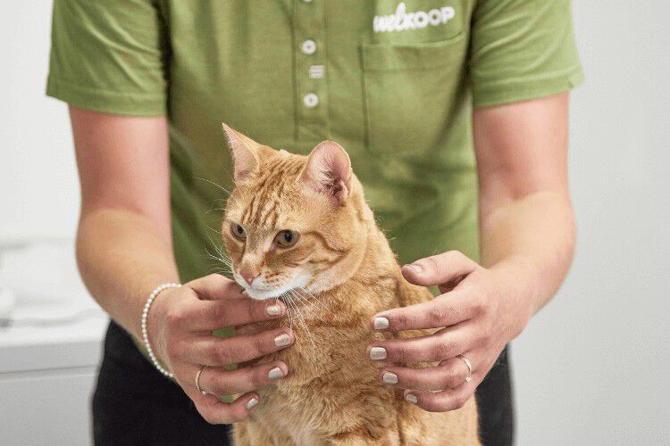 Kat Welkoop Kat Welkoop