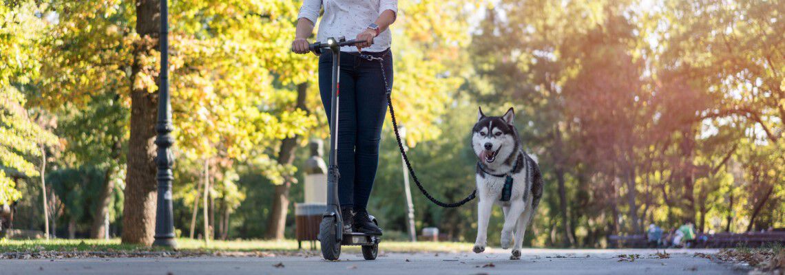 Steppen met je hond Steppen met je hond