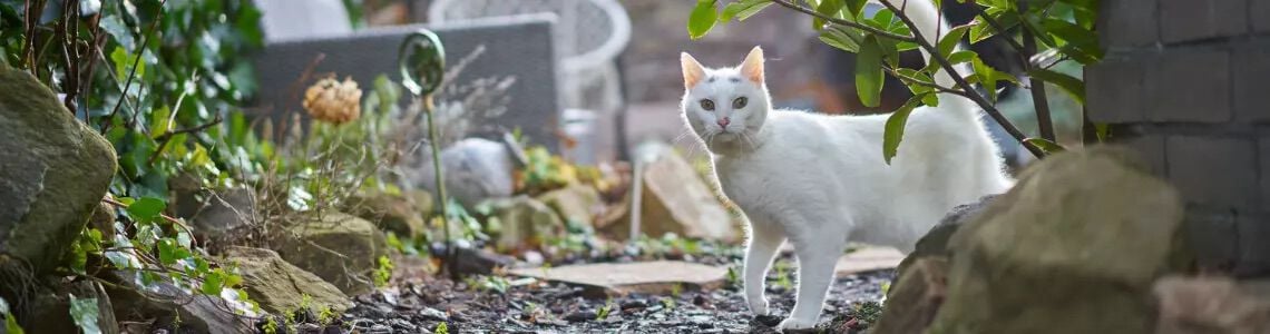 [paste advice page name here]