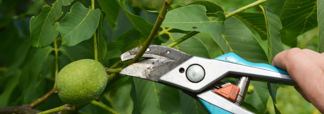 [paste advice page name here]