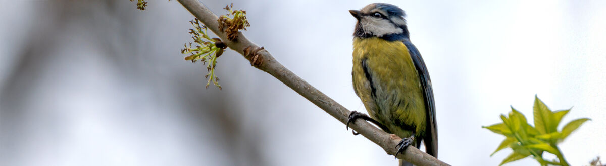 [paste advice page name here]