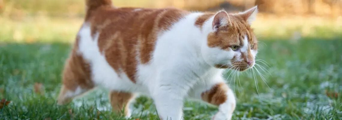 [paste advice page name here]