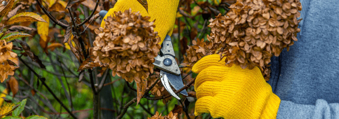 [paste advice page name here]