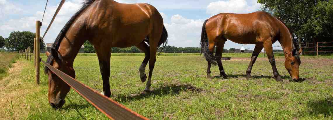 [paste advice page name here]