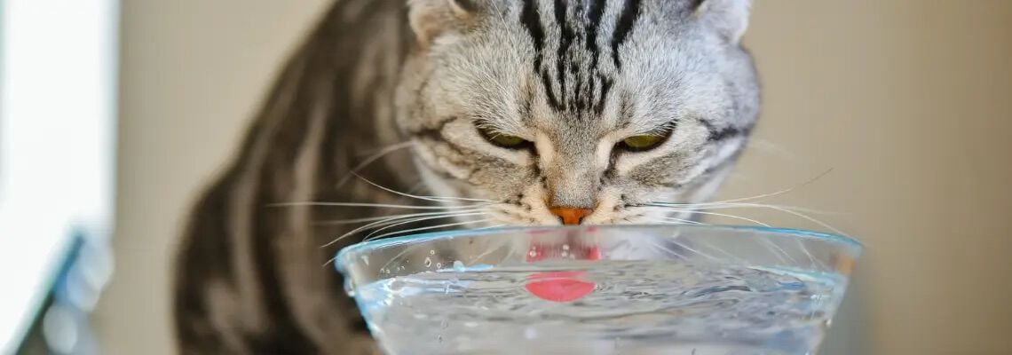 [paste advice page name here]