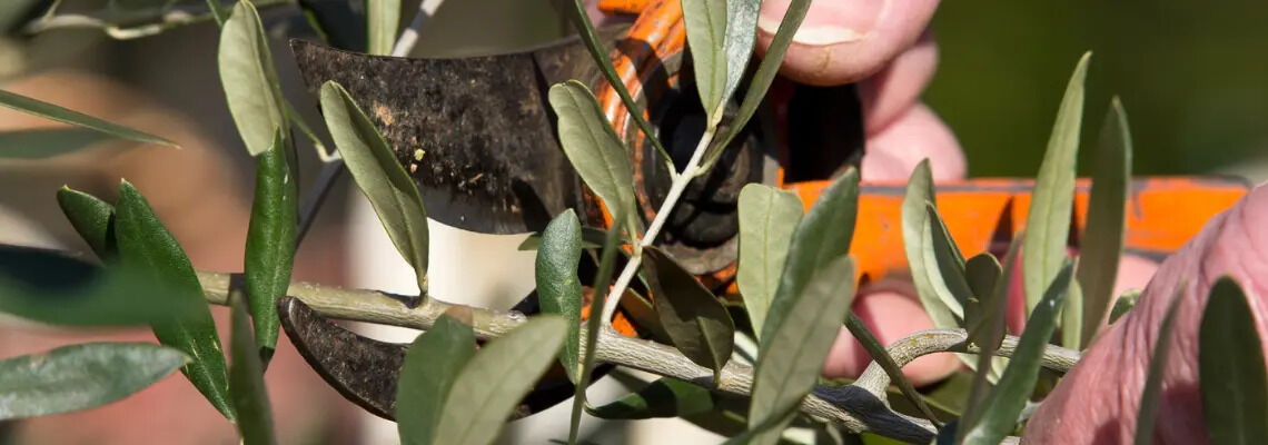 [paste advice page name here]