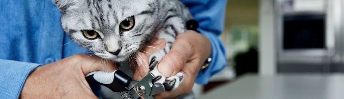 [paste advice page name here]