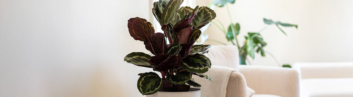 Welkoop. Jouw tuinspecialist.