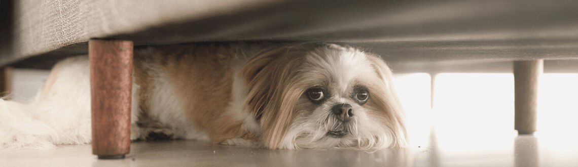 Hoe krijg ik mijn hond rustig met vuurwerk?