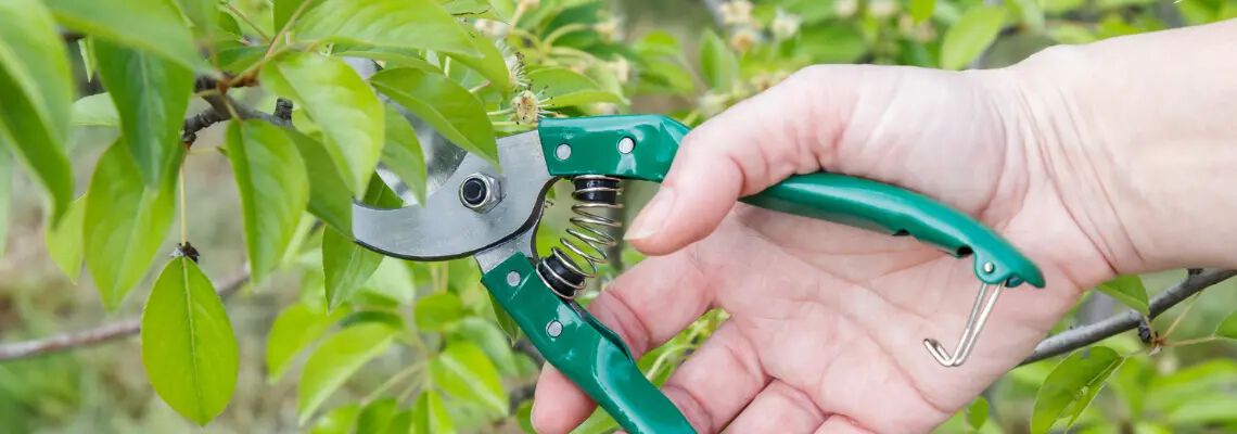 [paste advice page name here]