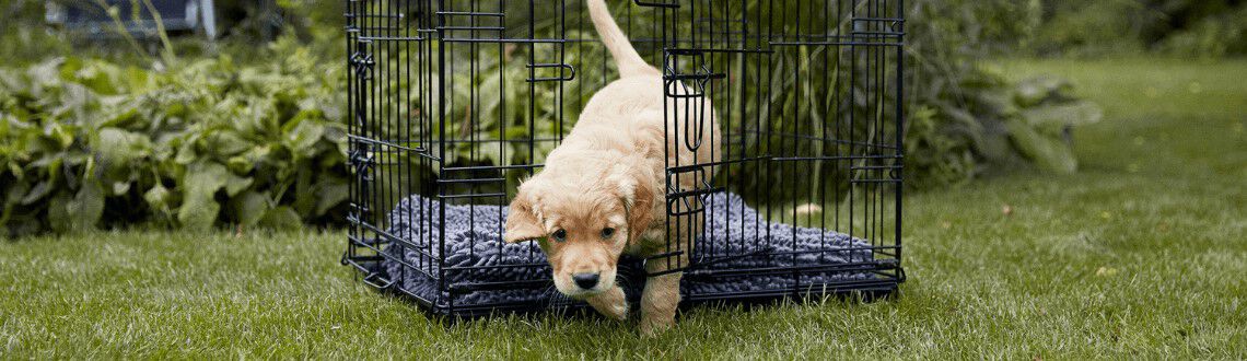 Benchtraining voor je puppy