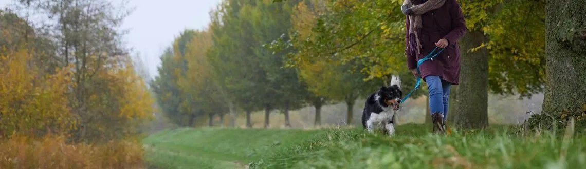 6x de leukste activiteiten met je hond 6x de leukste activiteiten met je hond