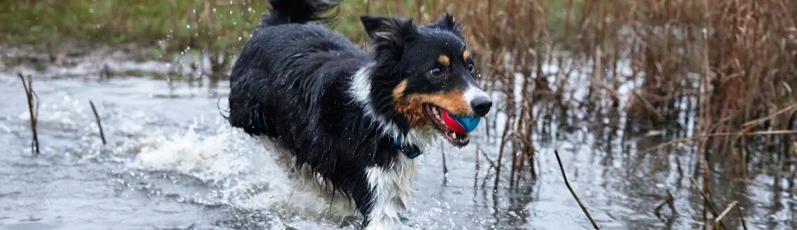 Zwemmen met je hond