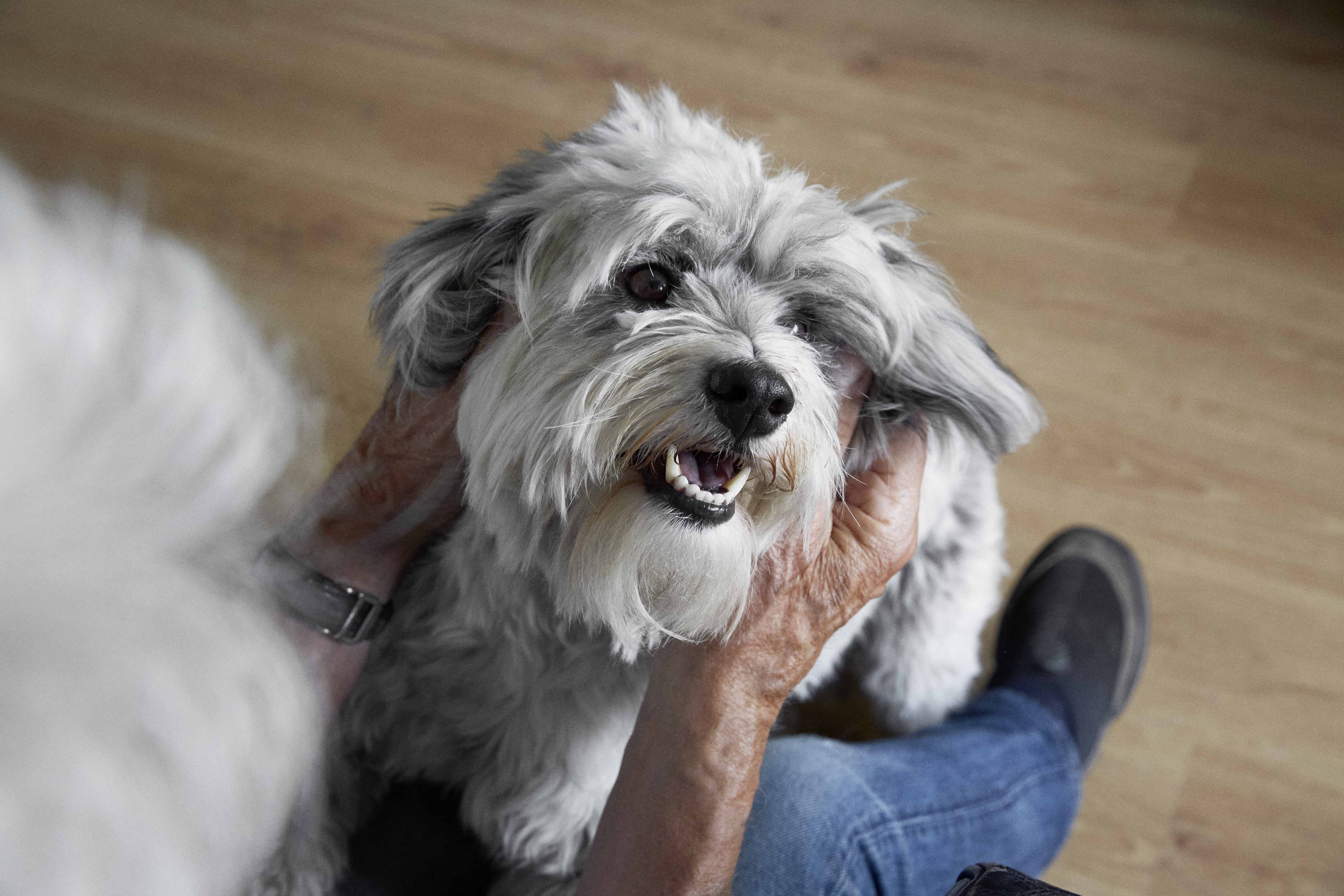 hond knuffelen welkoop