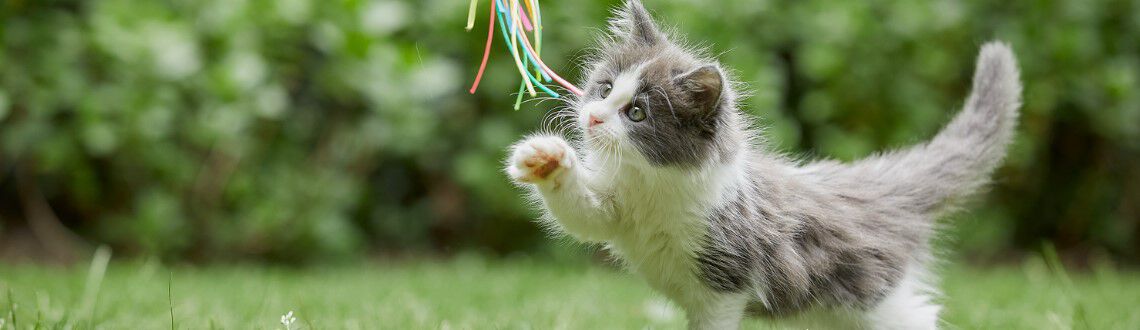 Kitten checklist: Wat heb je nodig? Kitten checklist: Wat heb je nodig?