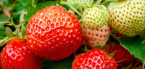 aardbeien smullen uit eigen tuin welkoop