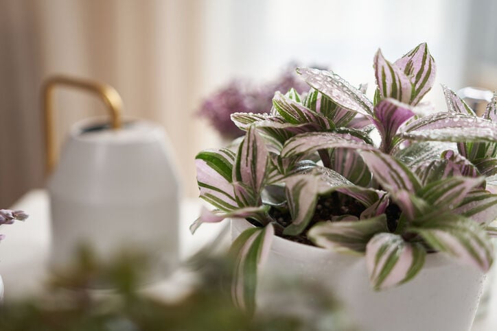 Groene oase in je huis Groene oase in je huis