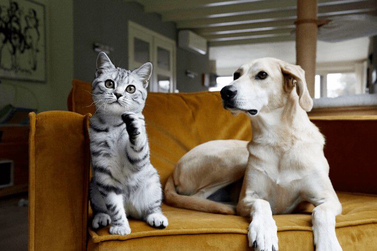 kat en hond verzorgen welkoop