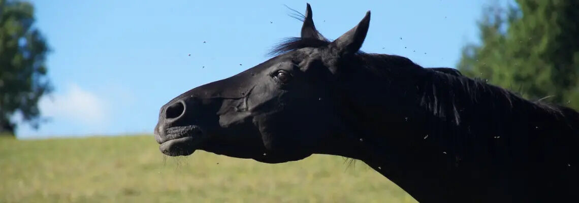 [paste advice page name here]