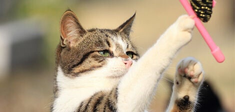 [paste advice page name here]