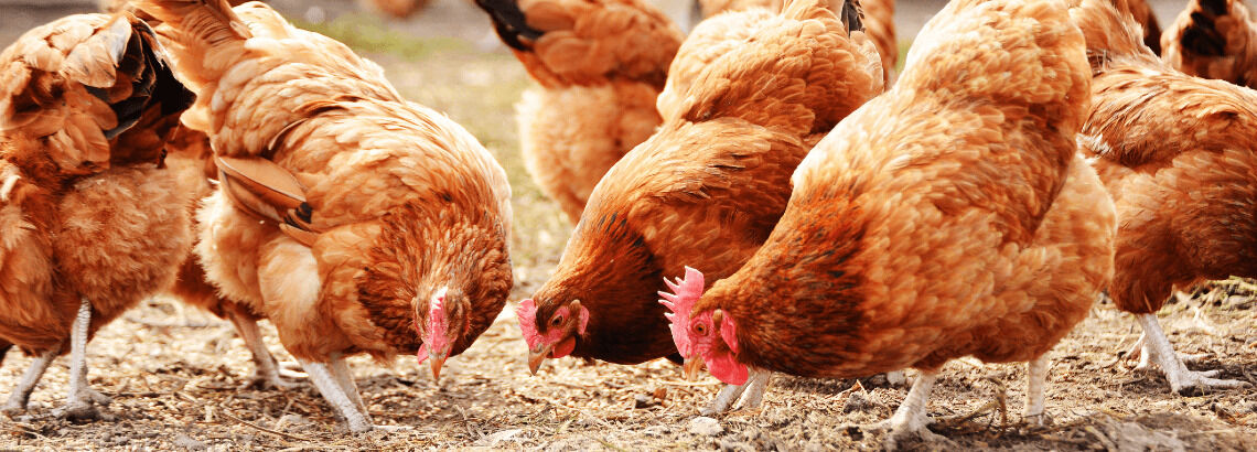 [paste advice page name here]