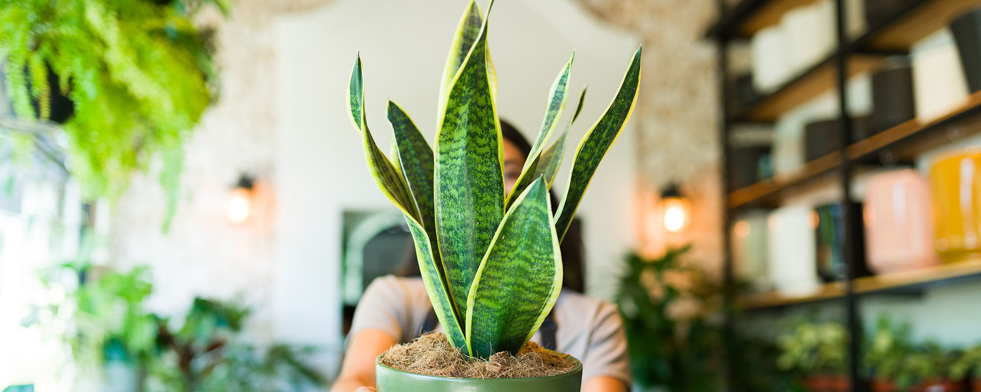 [paste advice page name here]