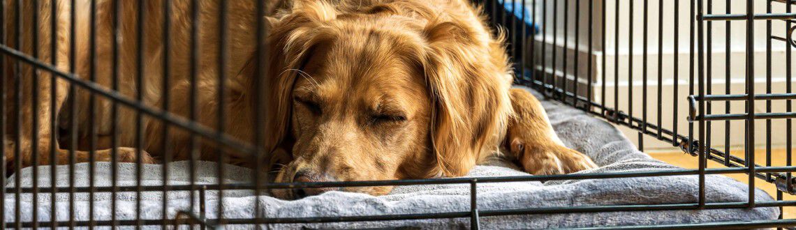 Wat is de beste hondenbench?