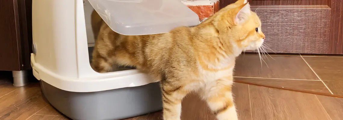 [paste advice page name here]