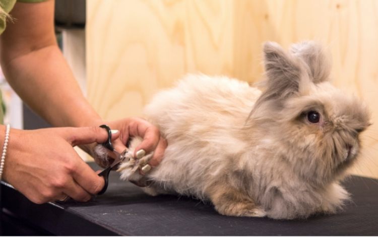 Advies in de winkel - konijn