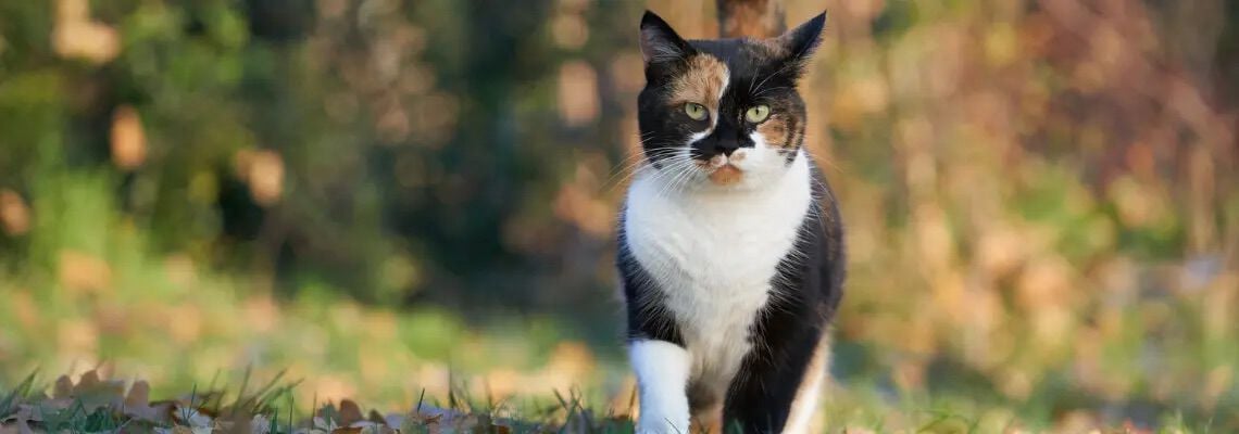 [paste advice page name here]