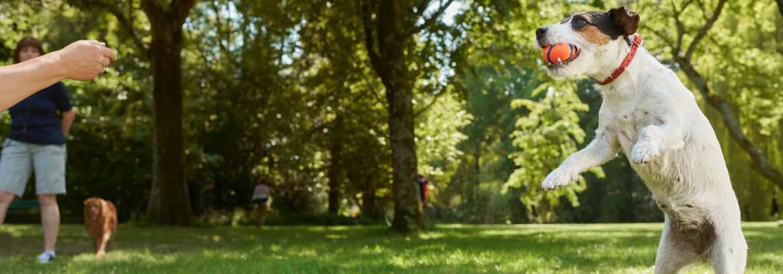 Hond leren apporteren