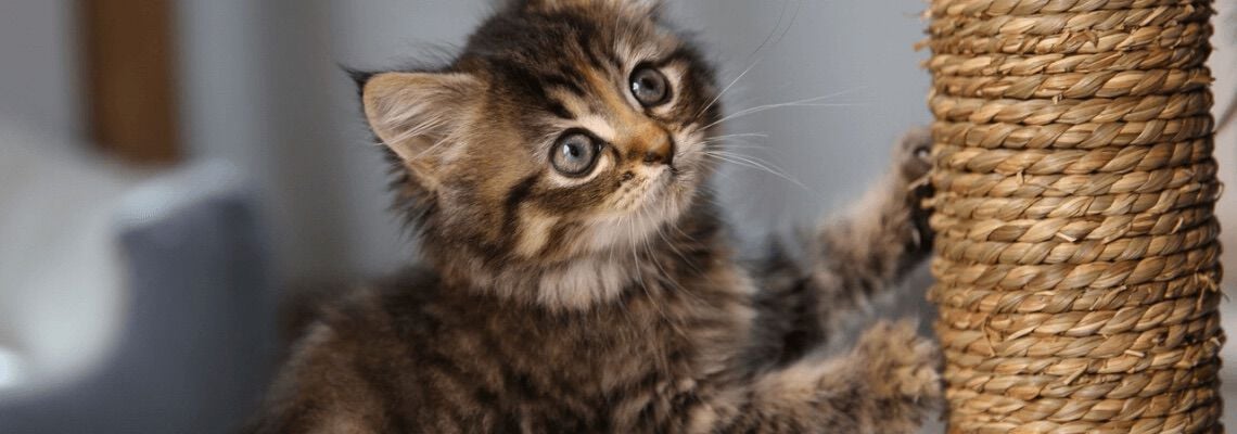 [paste advice page name here]