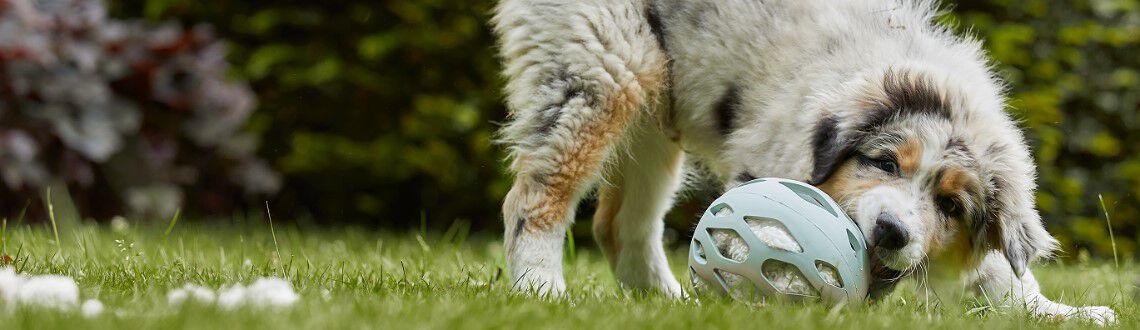 Je puppy bijten afleren: hoe doe je dat?