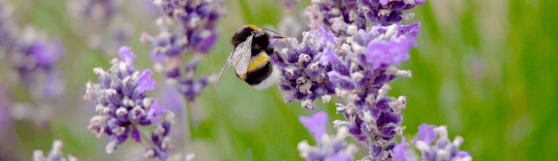 [paste advice page name here]