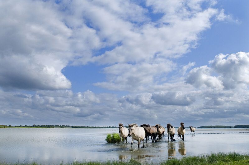 Top 5 losloopgebieden Groningen welkoop