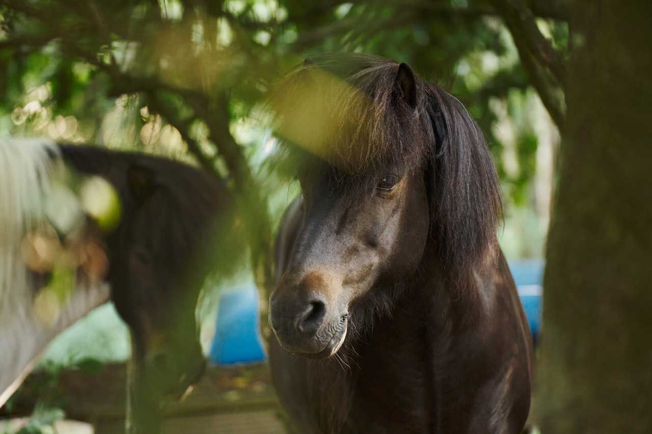 Zomer supplementen paard Zomer supplementen paard