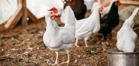 [paste advice page name here]