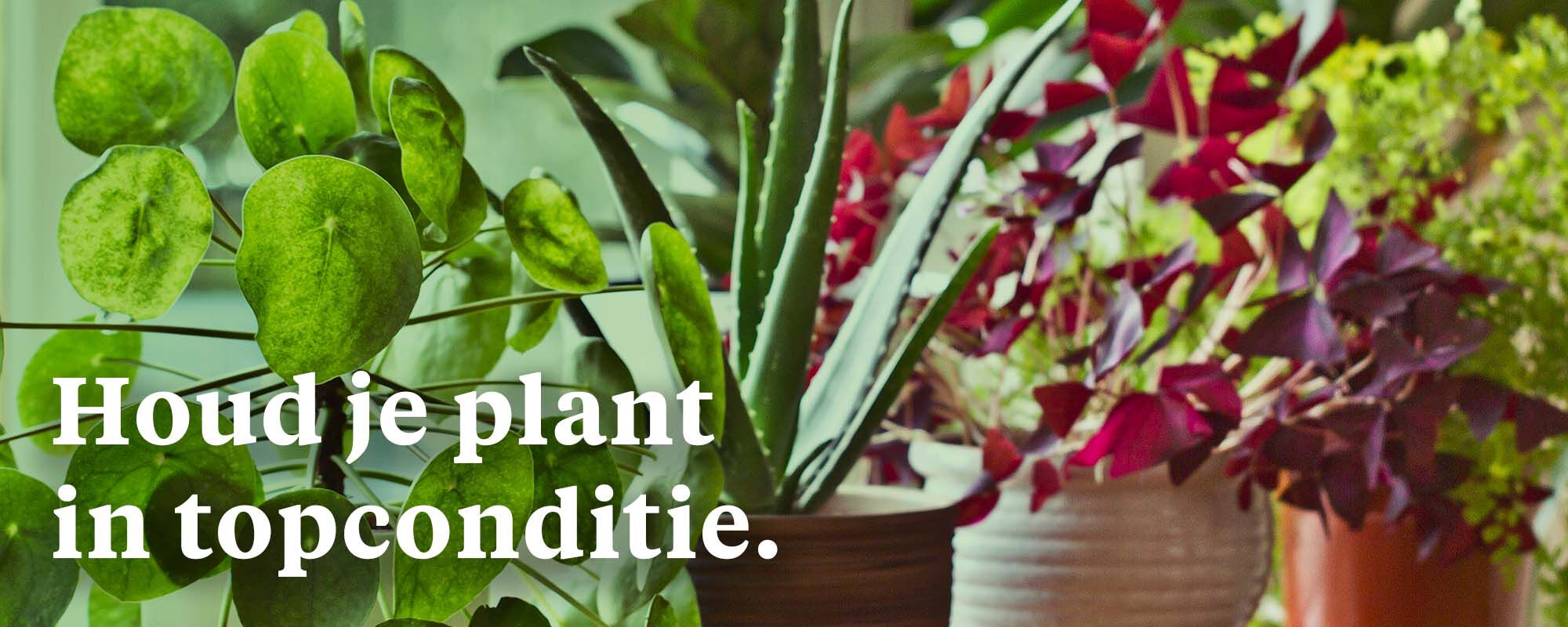 [paste advice page name here]