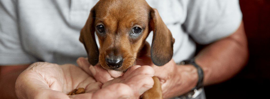 Wat is goed puppyvoer?